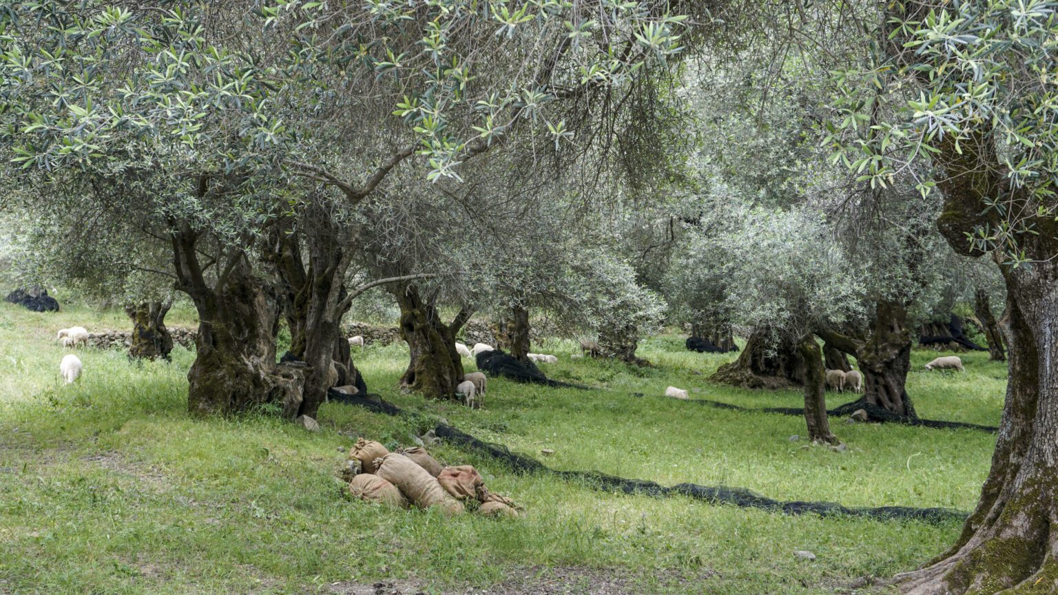 Owce w gaju oliwnym