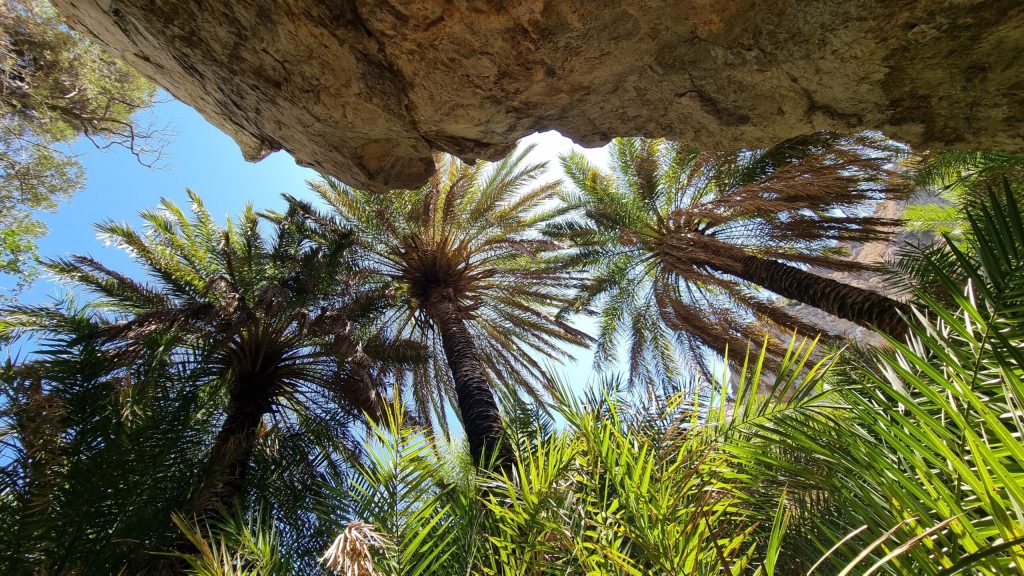 korony palm widoczne z dołu